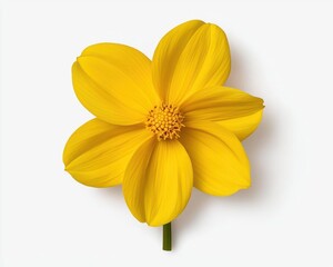 Obraz premium Vibrant yellow flower with smooth petals isolated on a white background, showcasing natural beauty and elegance.