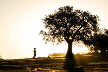 Hombre contemplando un atardecer en una hermosa pradera con un arbol	