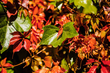 Green ivy leaf among red autumn leaves on a bush