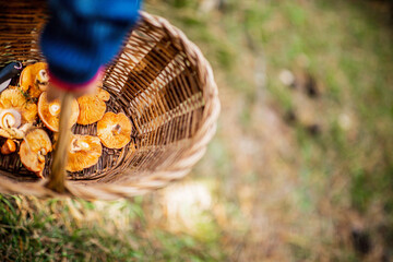 Wicker basket filled with freshly picked mushrooms in the forest