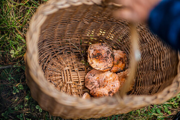 Wicker basket filled with freshly harvested mushrooms