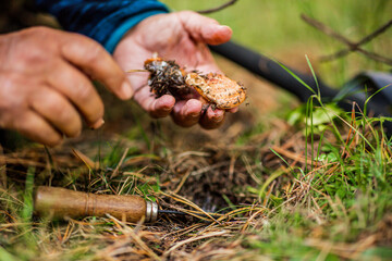 Hand harvesting mushrooms from the forest floor