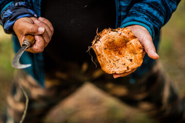 Person holding a freshly harvested mushroom and a curved knife
