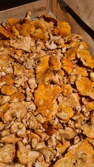 Une belle cueillette de pieds de mouton