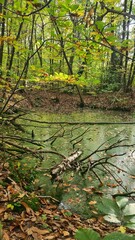 Paysage de molières dans une forêt de la vallée de Chevreuse à l'automne