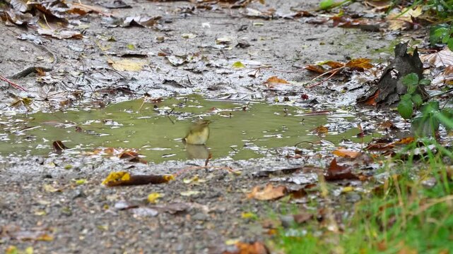 close-up of a Willow Warbler (Phylloscopus trochilus) bathing in a woodland puddle, Wilts UK