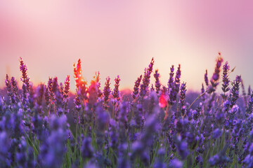 Beautiful landscape of a field of lavender at sunset.