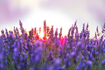 Beautiful landscape of a field of lavender at sunset.