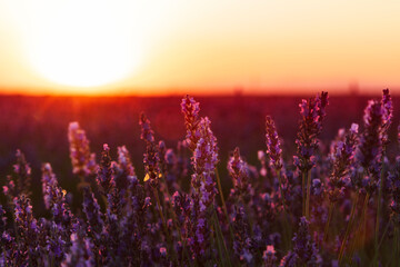 Beautiful landscape of a field of lavender at sunset.