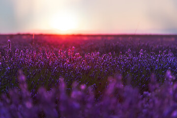 Beautiful landscape of a field of lavender at sunset.