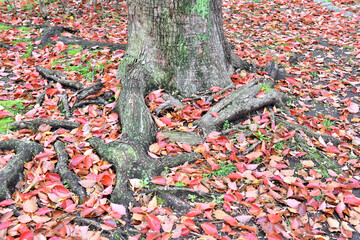 楠の落ち葉で紅く染まる公園の地面