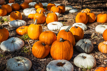 Fall Pumpkin Harvest: Rows of Orange Pumpkins on the Ground at the Patch