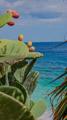 Cactus en bord de mer figues de barbarie