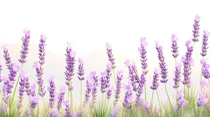Obraz premium A serene field of lavender flowers with soft background hues.