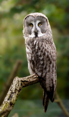 Great grey owl on branch