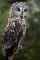 Great grey owl on branch