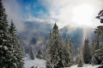 winter landscape with trees and mountains 