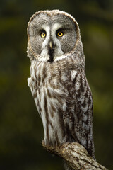 Great grey owl on branch