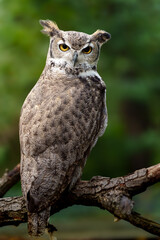 Obraz premium Great horned owl on branch