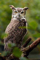 Great horned owl on branch