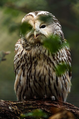Ural owl on branch behind leaves