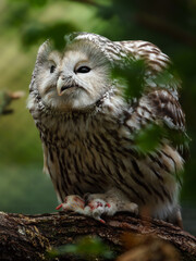 Ural owl on branch behind leaves