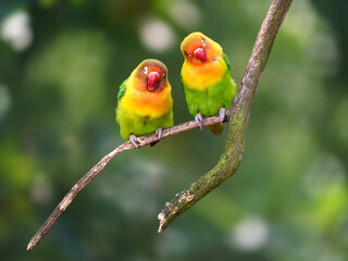 Fischer's lovebird on branch in zoo