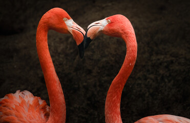 Portrait of 2 Cuban flamingo's (phoenicopterus ruber) in heart formation