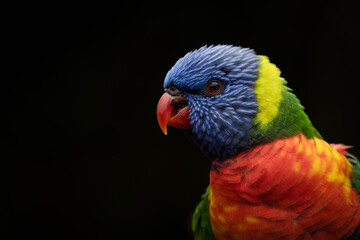 Close-up of a Rainbow lorikeet parrot (Trichoglossus moluccanus)