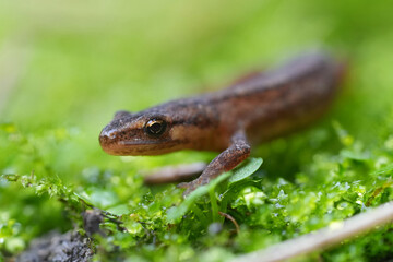 Closeup on a juvenile male European smooth newt, Lissotirton vulgaris on green moss