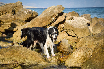 Summer portrait of dog. He is so cute in the nature. He has so lovely face	