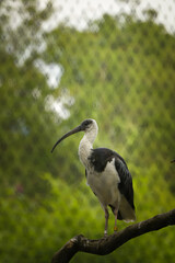 Bird is standing on the branch in zoo. Summer day in zoo.	
