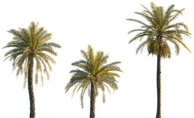 Phoenix dactylifera date palm frontal isolated png on a transparent background premium cutout © Roman