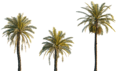 Phoenix dactylifera date palm frontal isolated png on a transparent background premium cutout