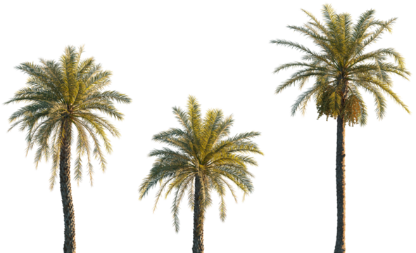 Phoenix dactylifera date palm frontal isolated png on a transparent background premium cutout