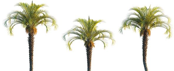 Butia capitata (jelly palm) palm frontal isolated png on transparent background premium cutout foreground tree © Roman