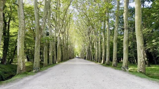Tree-Lined Avenue Leading to Chenonceau Castle Under Clear Blue Sky on a Sunny Day