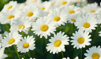beautiful white daisy flowers in bloom