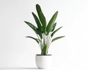 Bird of Paradise Plant on a white background.