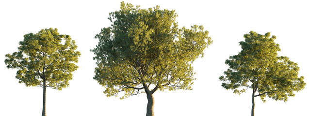 Fraxinus ornus (flowering ash or manna ash) frontal set trees isolated png in sunset lighting on a transparent background perfectly cutout