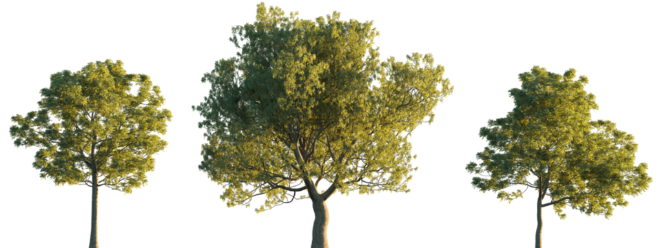 Fraxinus ornus (flowering ash or manna ash) frontal set trees isolated png in sunset lighting on a transparent background perfectly cutout