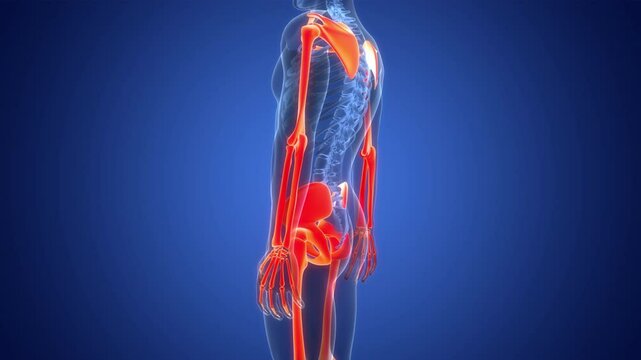 Human Skeleton System Appendicular Skeleton Bone Joints Anatomy Animation Concept