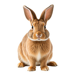 Obraz premium A light brown rabbit with large ears and a white face sits upright on a white surface, facing the camera with a calm expression, against a stark white background