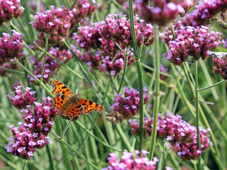 Macro image of a Comma Butterfly feeding on Verberna blooms, Suffolk England
