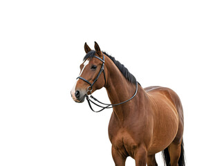 A majestic brown horse with a black mane and tail, wearing a halter and standing on a grassy field, is captured in a serene, white background, exuding tranquility and grace