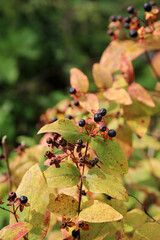 Macro image of Tutsan berries and golden foliage, Suffolk England
