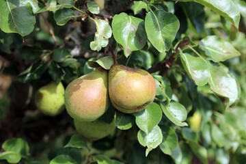 Macro image of two ripe pears, Suffolk England

