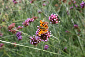 Macro of a Comma Butterfly perched on Verberna blooms, Suffolk England
