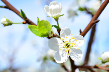 a close up of a plum tree with a white flower on it