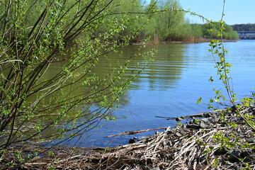 Obraz premium a river with green trees and a tree branch on the foreground